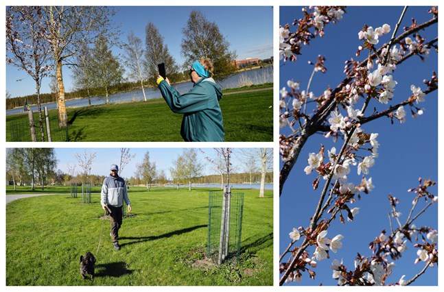 Vasaborna passar på att njuta av körsbärsparken.