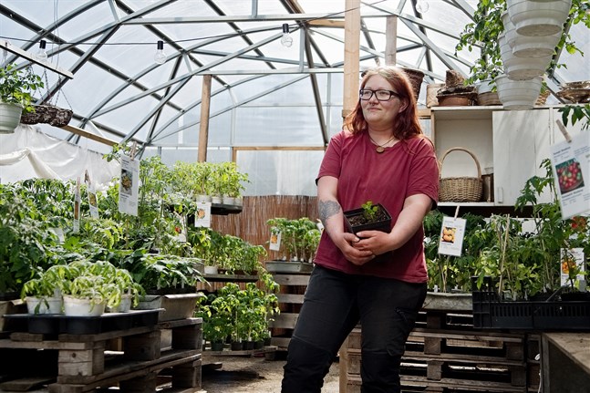 Ännu finns inga dahlior på Garden Flora men när risken för frost är över ska cirka 200 knölar planteras på friland.