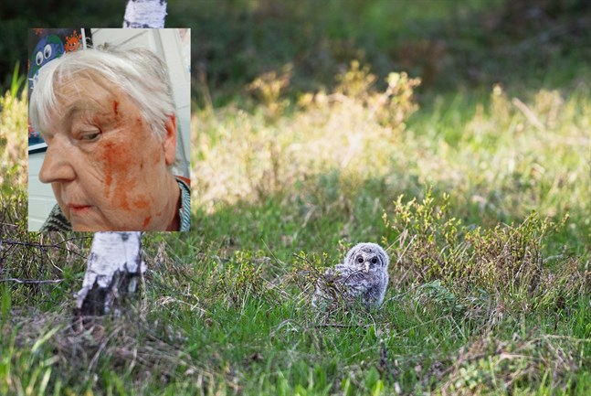 Gunilla Björklund fick ett ordentligt slag i ansiktet när hon försökte hjälpa en liten slaguggleunge i Nykarleby.