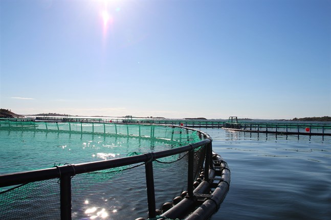 Fullt utbyggd är planen att odla 950 000 kilogram regnbågsforell utanför Kaskö. Bild från Åland.