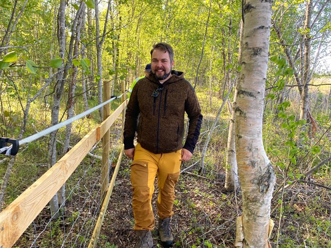 Robin Sjöblom, naturskyddsexpert på NTM-centralen, är hoppfull att naturbetet i Socklot ska locka tillbaka vadare som den hotade sydlig strandsnäppan och den starkt hotade växtarten glasört, som senast observerades för tio år sedan på samma ställe, men som han inte längre fann vid den senaste inventeringen.
