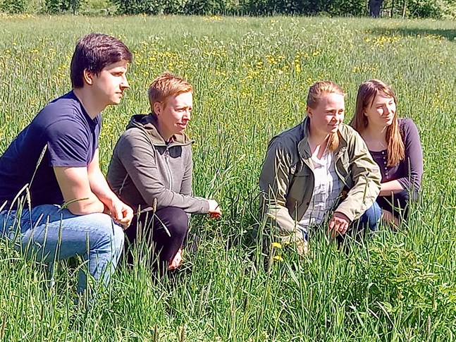 Tommy Sulkakoski, Malin Nyman, Johanna Nymark och Sanni Kokkoniemi är ledare för projektet att bekämpa invasiva växtarter.