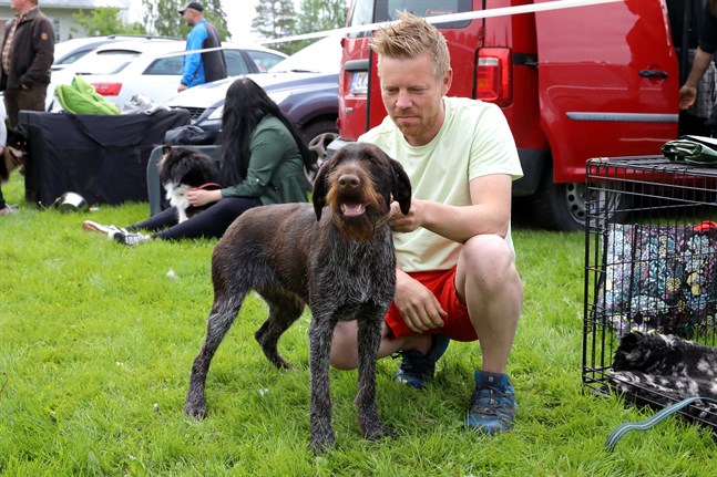 Milla är en strävhårig vorsteh på tio månader som husse Jyrki Pelkkinkangas håller på och tränar med inför fågeljakten.