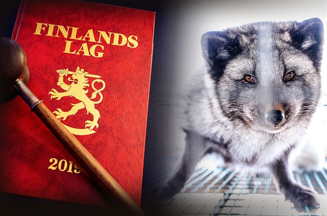 En forskare i veterinärmedicin hördes under onsdagens huvudförhandling i foderköks-målet i tingsrätten i Jakobstad.