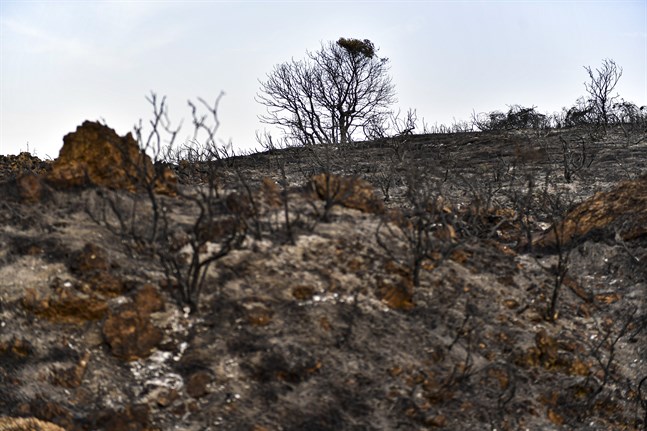 Bränt landskap efter skogsbränder härjat i norra Spanien.
