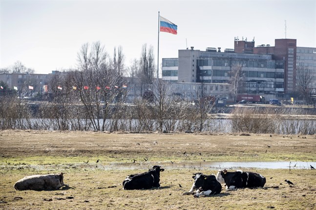 Korna är avslappnade, men gränsläget spänt. Hitom floden ligger Panemuné i EU-landet Litauen. På andra sidan finns staden Sovjetsk i ryska Kaliningrad. Bild från i våras.
