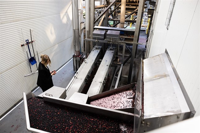 Exportchef Amanda Gustafsson säger att Marja Bothnia Berries har investerat i en ny rensningslinje. Bären rensas frusna, det är enklare.