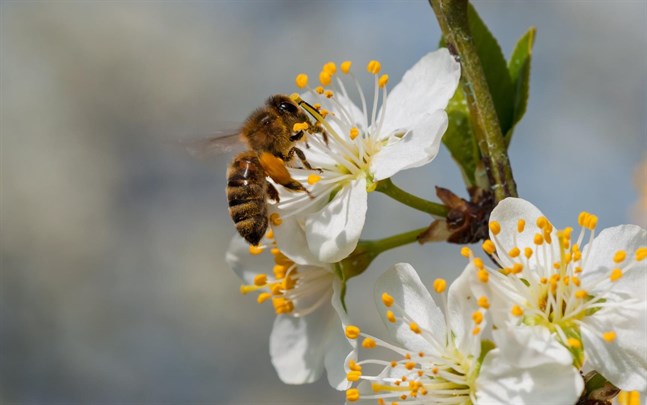 EU-kommissionen vill minska mängden kemiska bekämpningsmedel med 50 procent till år 2030. Det här vore bra för pollinerande insekter.