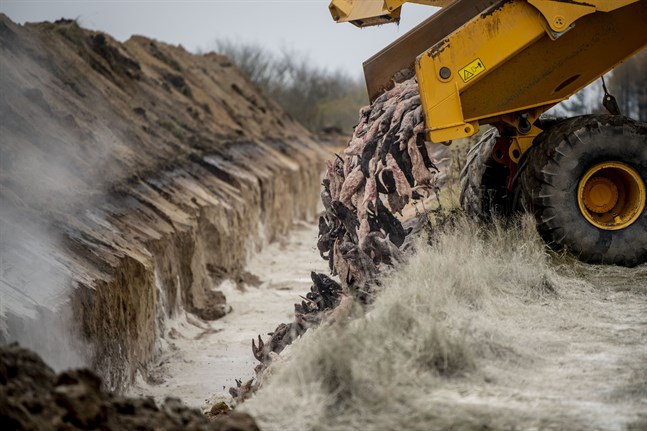 Minkkadaver dumpas i november 2020 i danska Holstebro. Under torsdagen kommer en kommission med sin rapport om hur regeringen och myndigheter hanterat massavlivningen av Danmarks minkar. Arkivbild.