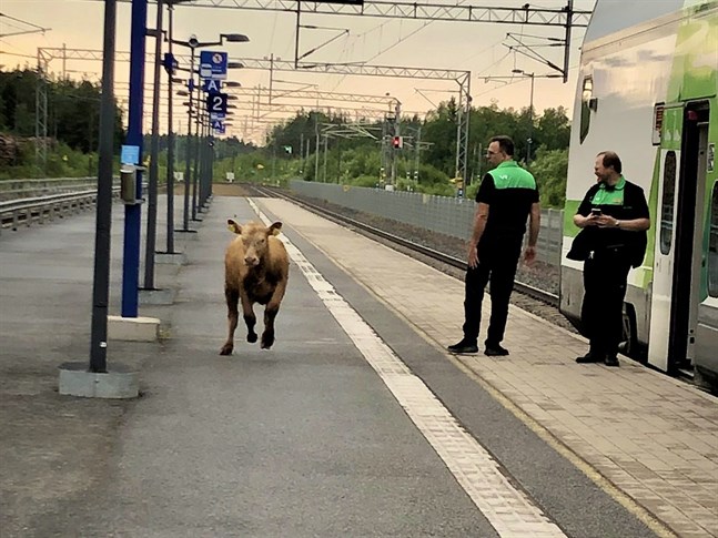 En målmedveten kalv skyndade till tåget i tisdags om eftermiddagen.