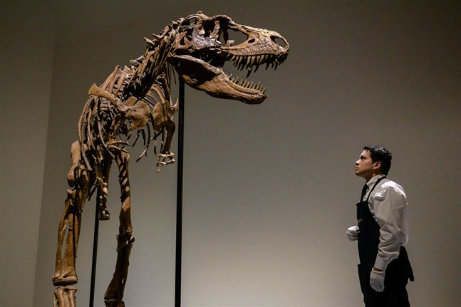 Dinosaurien är tre meter hög.