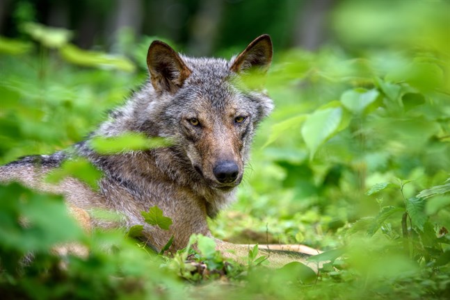 Varg heter canis lupus på latin.