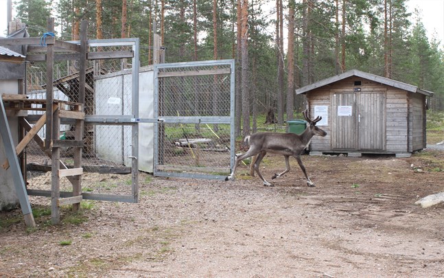 Hej till hägnet. En ung skogsrentjur (sarv) lämnar tillvänjningshägnet i Lauhanvuori nationalpark och ska nu klara sig helt på egen hand.