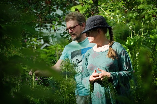 Jaana Torikka och Ami Hassinen hittar ofta överraskningar inne bland växterna i sin täta trädgård. De är glada åt naturväxterna som tar sig in på egen hand.