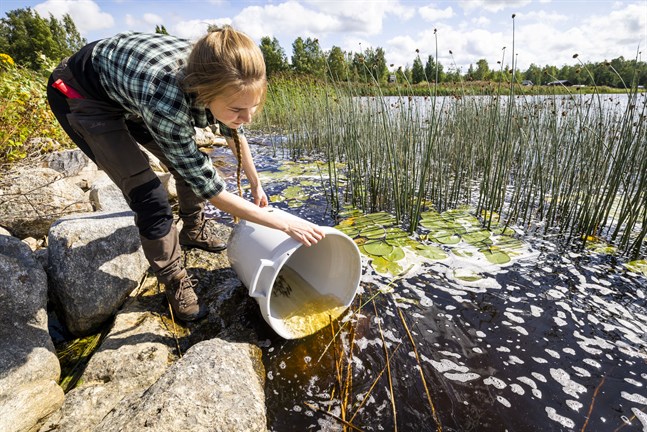 Anni Selenius är projektledare för gösodlingen.