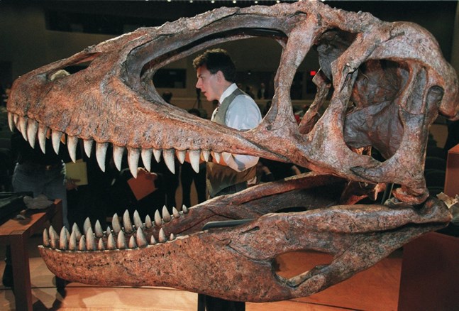 Alla stora rovdinosaurier, som Carcharodontosaurus på bilden, hade avlånga elliptiska ögonhålor (det andra hålet i kraniet, sett från höger), sannolikt för att minska påfrestningarna på kraniet när djuren utnyttjade sin väldiga bitstyrka.