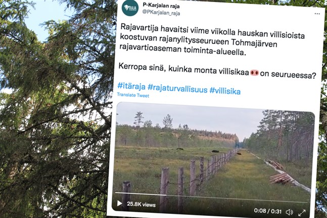 Ett gäng vildsvin traskade över gränsen mellan Finland och Ryssland.