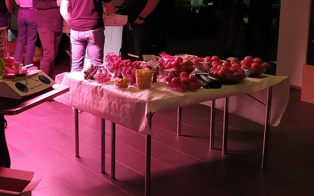 Branschfolket har torsdag och fredag samlats till specialmässan Trädgårdsexpo 2022 i Närpes. Där presenteras bland annat olika tomatsorter. Men det finns inga sorter som är resistenta mot ToBRFV-viruset som nu påträffats första gången i Finland.