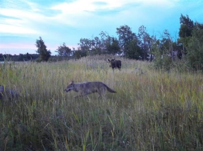Det finns flera viltkameror på de holmar i Björköby skärgård där fåren betar. Vargen har fastnat på bild flera gånger.